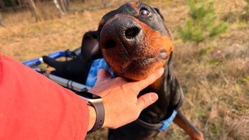 Zbiórka Ares dla Brando - miniaturka zdjęcia