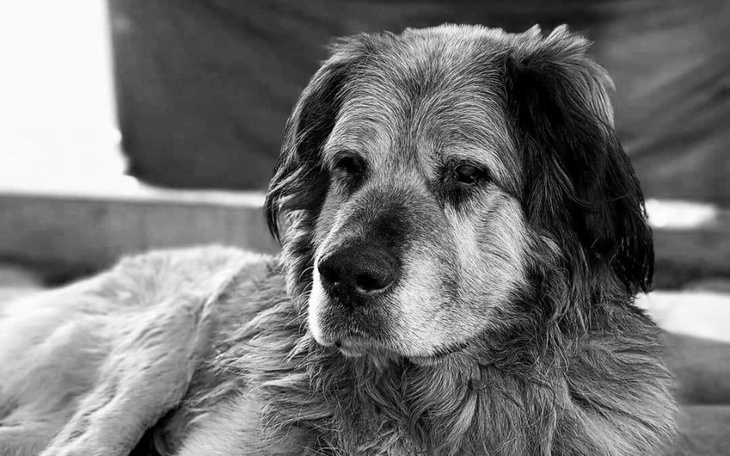 Zbiórka Spłata długu za ratowanie życia - zdjęcie główne