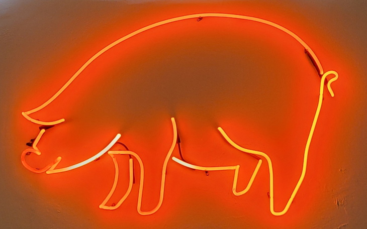 Neon w kształcie świni na ścianie.