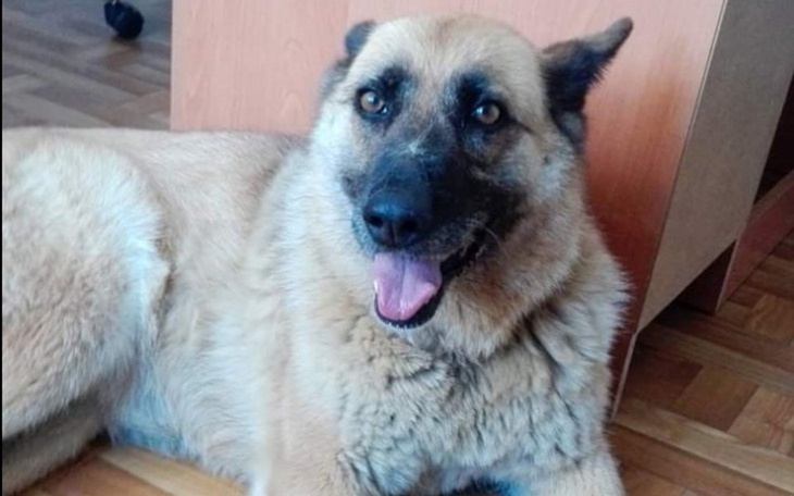 Zbiórka Kojec dla Neli - zdjęcie główne