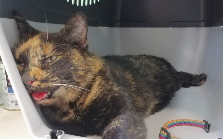 Zbiórka Dla Kitki na operacje - zdjęcie główne