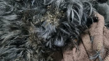 Zbiórka Czy to na pewno pies? To Puszek - miniaturka zdjęcia