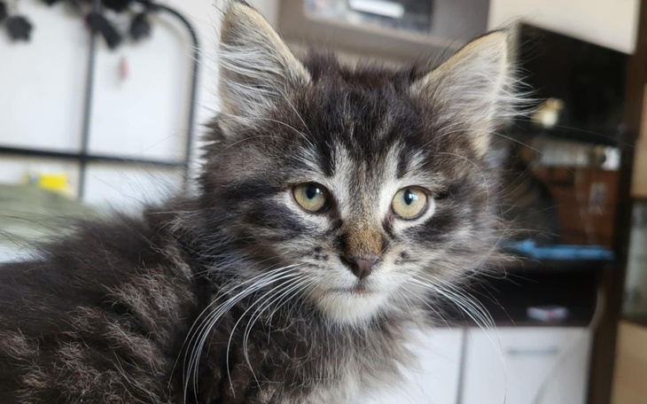 Kotek z długim futrem, patrzy z ciekawością.