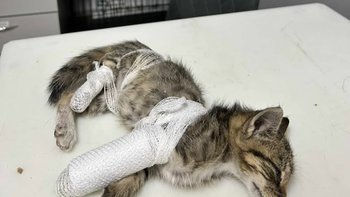 Zbiórka Maleństwo z połamanymi łapkami - miniaturka zdjęcia