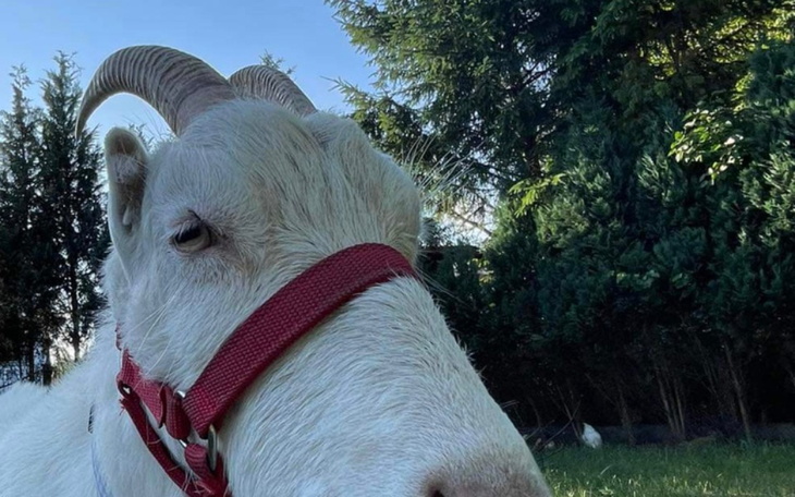 Zbiórka zbieram na moja chora kózkę - zdjęcie główne