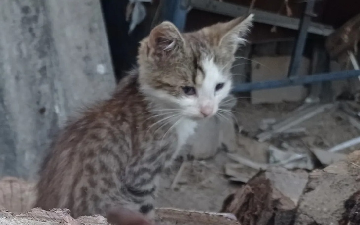 Zbiórka Zbiórka dla kitków w potrzebie - zdjęcie główne