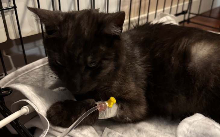 Kot z kroplówką leżący w klatce.