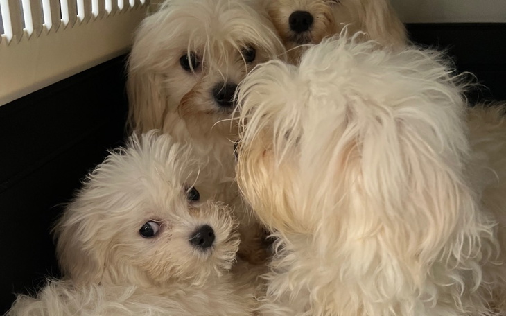 Zbiórka Maltańczyki z pseudo - zdjęcie główne