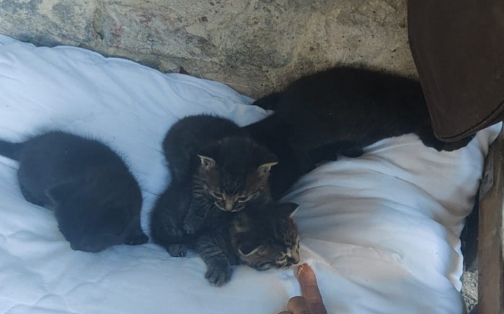 Cztery małe kotki leżące na białej pościeli.