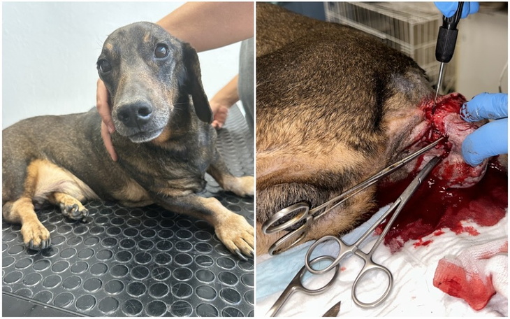 Zbiórka Ratują jamnika z ogromnym guzem - zdjęcie główne