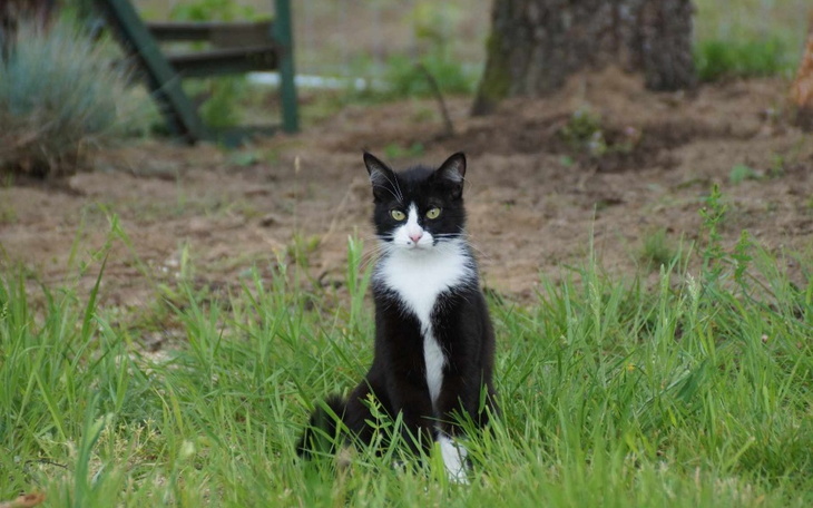 Zbiórka Połamana łapka - zdjęcie główne