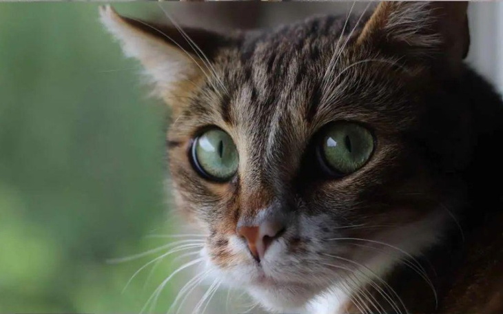 Zbiórka Leczenie Pumy - zdjęcie główne