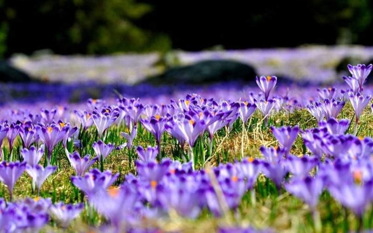 Zbiórka Akcja Krokus Trzebiesławice - zdjęcie główne
