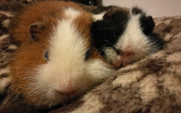 Zbiórka Na leczenie Misia i Zenka - zdjęcie główne