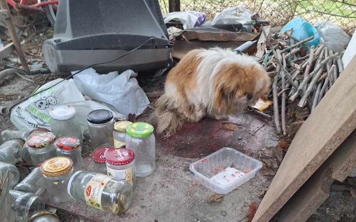 Zbiórka Transport po pomoc dla pekinczyk - zdjęcie główne