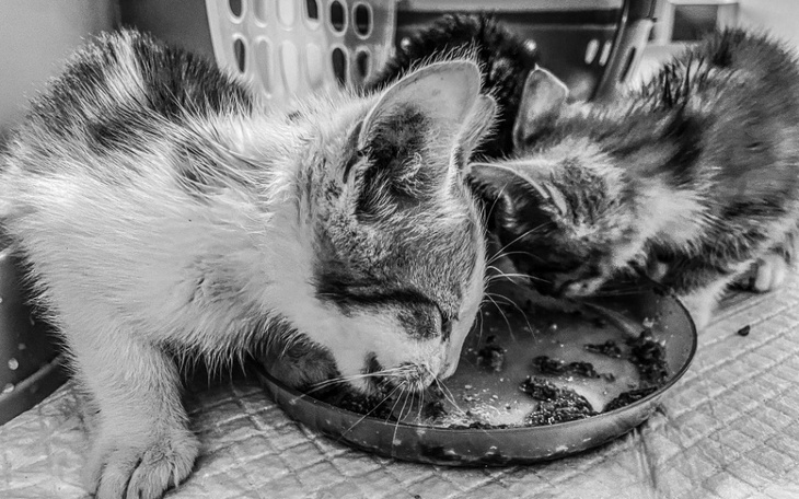 Zbiórka Jesteśmy głodni - zdjęcie główne