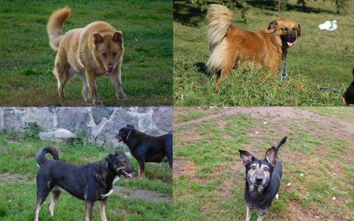 Zbiórka Zbieramy na hotel dla psiaków. - zdjęcie główne