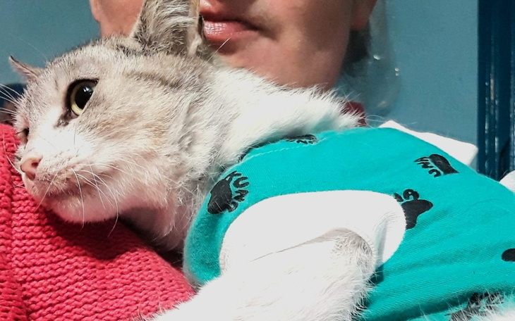 Zbiórka Anielka ma FIP-Ratujmy jej życie - zdjęcie główne