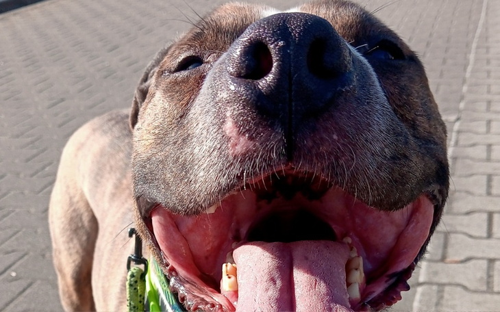Pies z szerokim uśmiechem, pokazujący zęby na tle chodnika.