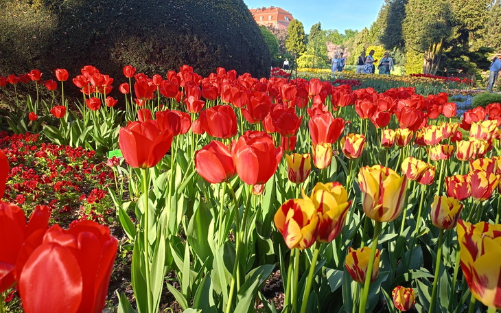 Kwiaty tulipanów w ogrodzie, w różnych kolorach.