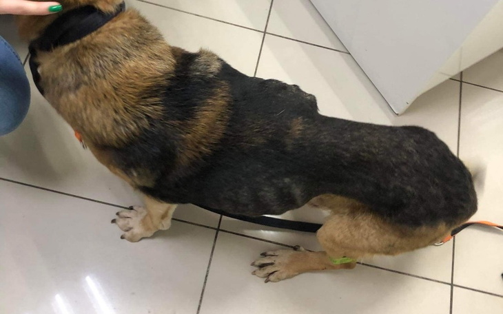 Zbiórka Kleszczyk - psi szkielecik - zdjęcie główne