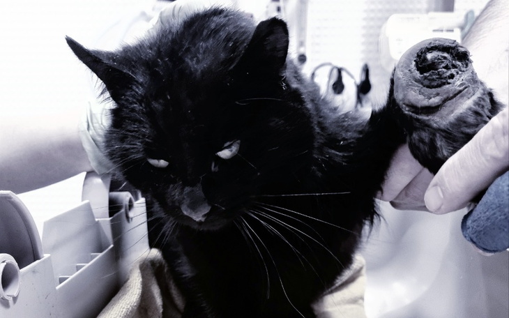 Zbiórka Cena Kociego życia... - zdjęcie główne