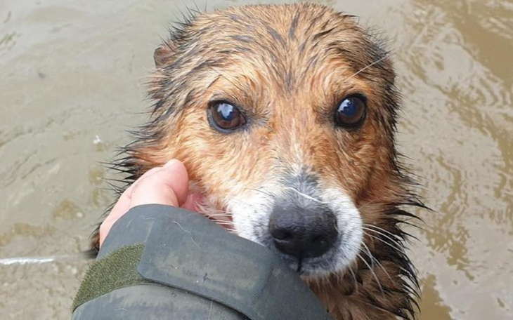 Zbiórka Święta dla zwierzaków - zdjęcie główne