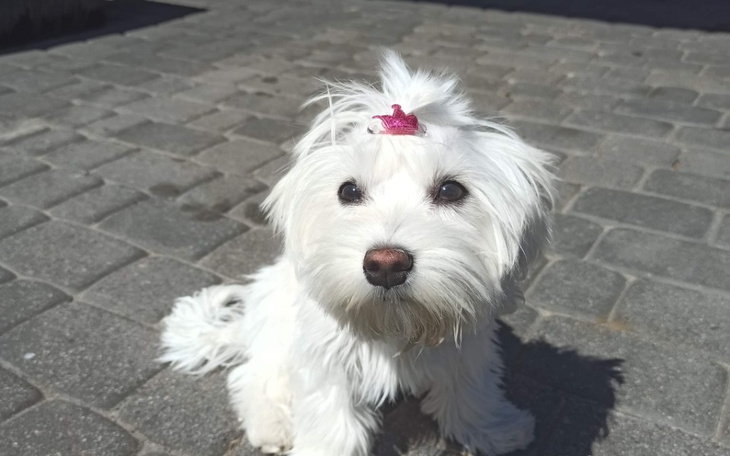 Zbiórka Zbiórka na leczenie Lolusi - zdjęcie główne