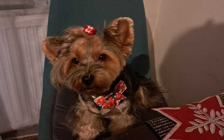 Zbiórka Karma dla samotnych - zdjęcie główne