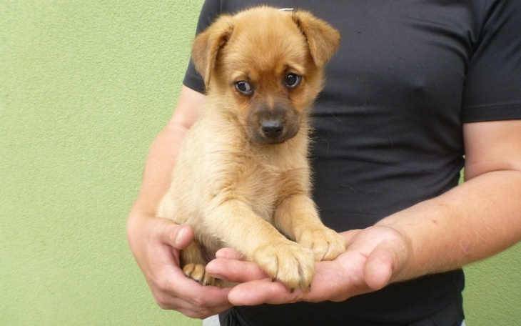 Zbiórka Maleństwo ze schroniska - zdjęcie główne