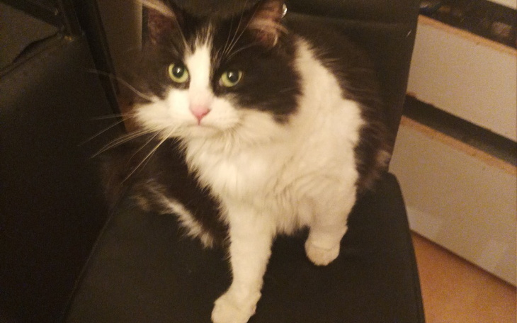 Zbiórka Na ocieplenie domu i nowy piec . - zdjęcie główne