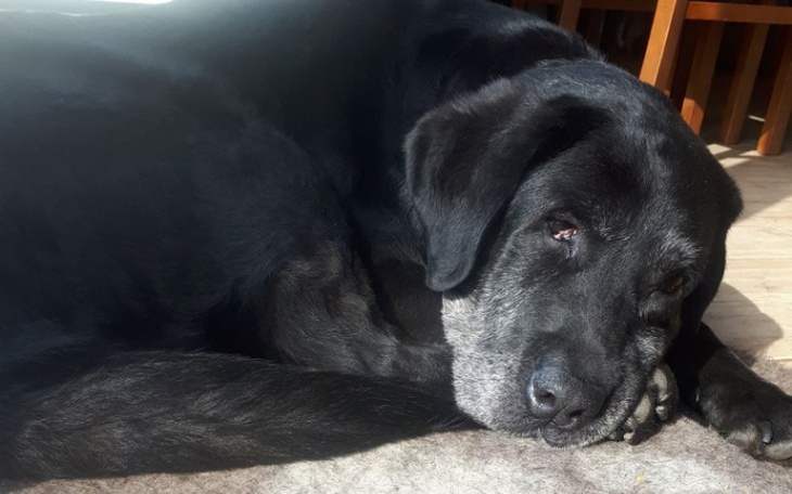 Zbiórka Niewidoma Wandzia prosi o pomoc - zdjęcie główne