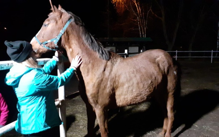 Zbiórka Walczymy o życie Diamentiny - zdjęcie główne