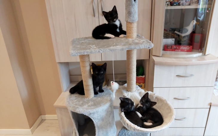 Kocięta bawiące się na drapaku w przytulnym wnętrzu.