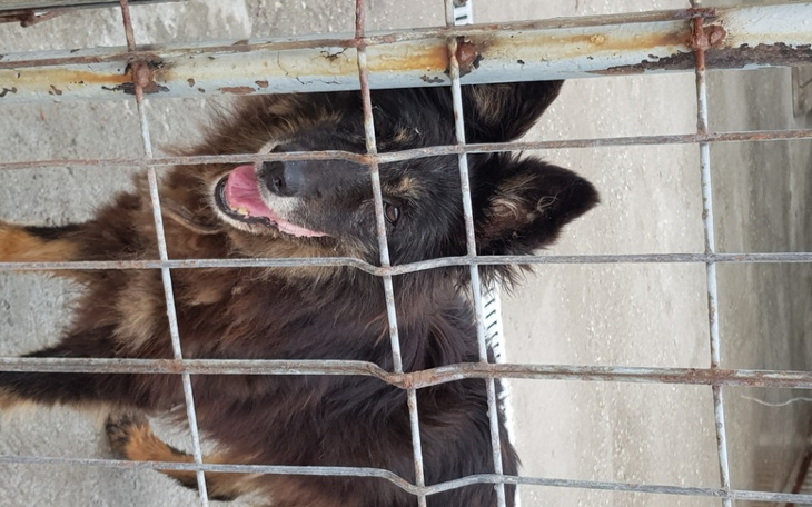 Zbiórka Pomoc dla psów i kotow - zdjęcie główne