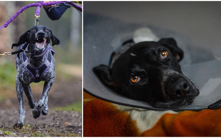 Zbiórka Psi sportowiec w potrzebie - zdjęcie główne