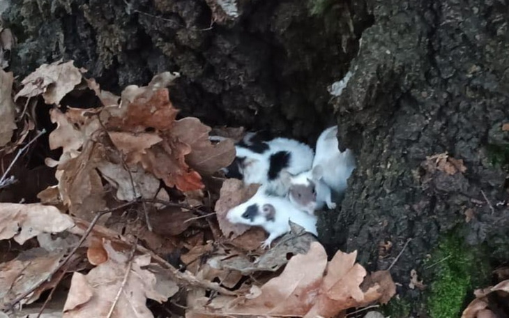 Zbiórka Myszki porzucone w lesie - zdjęcie główne