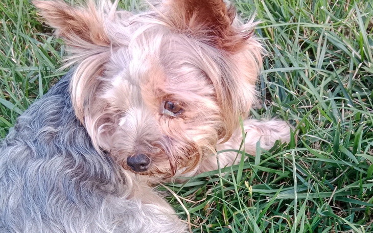 Zbiórka Pies Barneya prosi o pomoc - zdjęcie główne