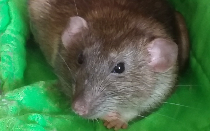 Zbiórka Agutek, Basia, Wacia, Owieczka - zdjęcie główne