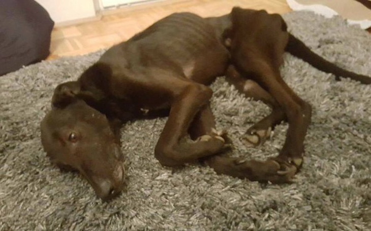 Zbiórka Charty - pomóżcie nam pomagać - zdjęcie główne