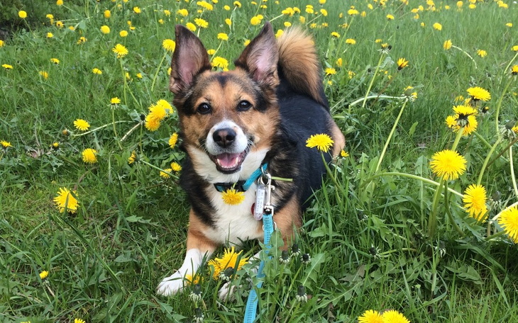 Zbiórka Na operację Megi-psa asystująceg - zdjęcie główne