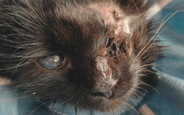 Zraniony kot z widocznymi obrażeniami na głowie.