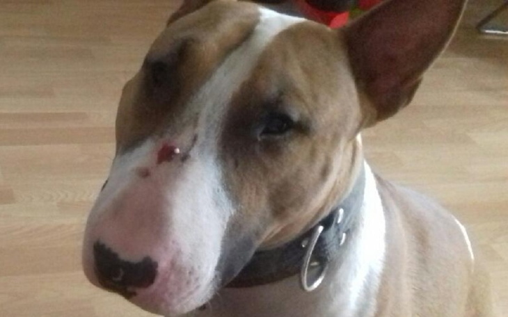 Zbiórka Diagnostyka i leczenie psa - zdjęcie główne