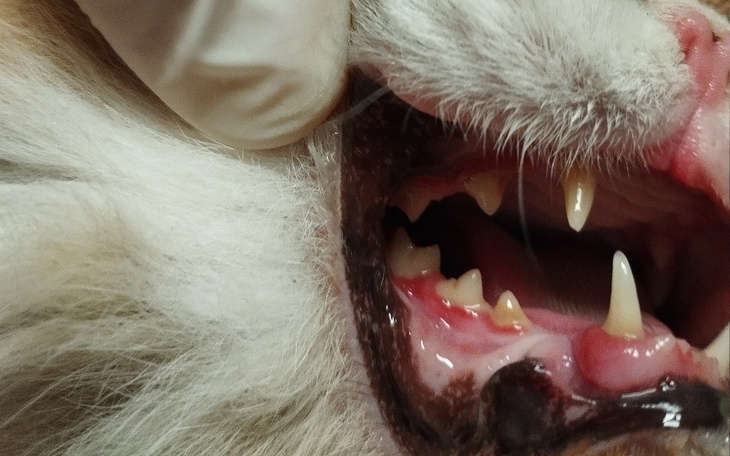 Zbliżenie na zęby kota, w trakcie badania weterynaryjnego.