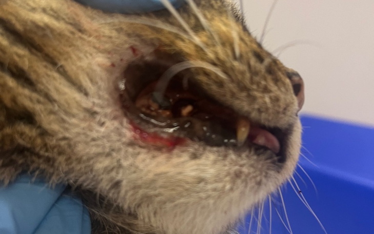 Zbiórka Uwolnijmy ją od bólu - zdjęcie główne