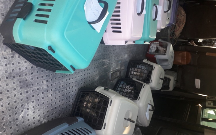 Zbiórka Uchodźcy na 4 łapach z Ukrainy - zdjęcie główne