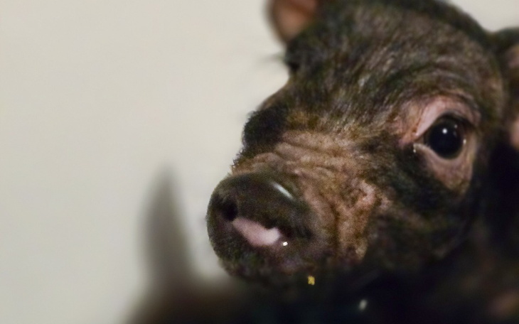 Zbiórka Ratunek dla Prosiaczka Olusia - zdjęcie główne