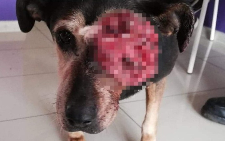 Zbiórka Pomoc dla psa z nowotworem - zdjęcie główne