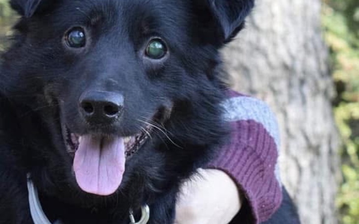 Szczęśliwy czarny pies z szerokim uśmiechem.