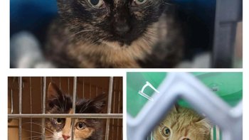 Zbiórka Trzy kotki uratowane z pola. - miniaturka zdjęcia